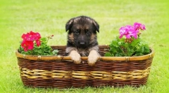 Германски овчар кученца (фото): како да се избере отколку да се хранат кога да се вакцинираат